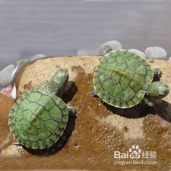翡翠巴西龟怎么养