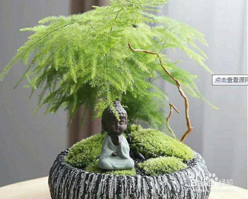 文竹养护中需要注意哪些问题？