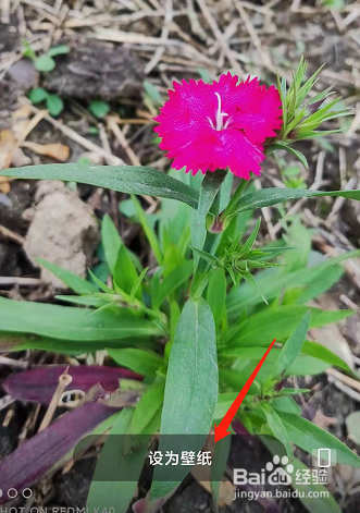 小米手机把照片设置为屏息壁纸？