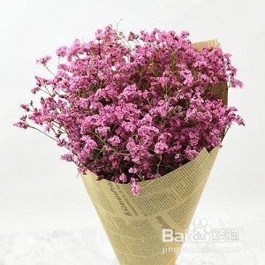 情人草的养殖方法
