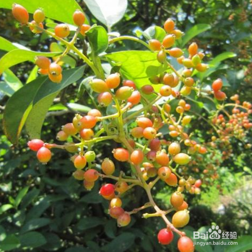 水翁果的培育方法和注意事项