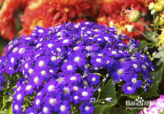 瓜叶菊怎样才能养好?