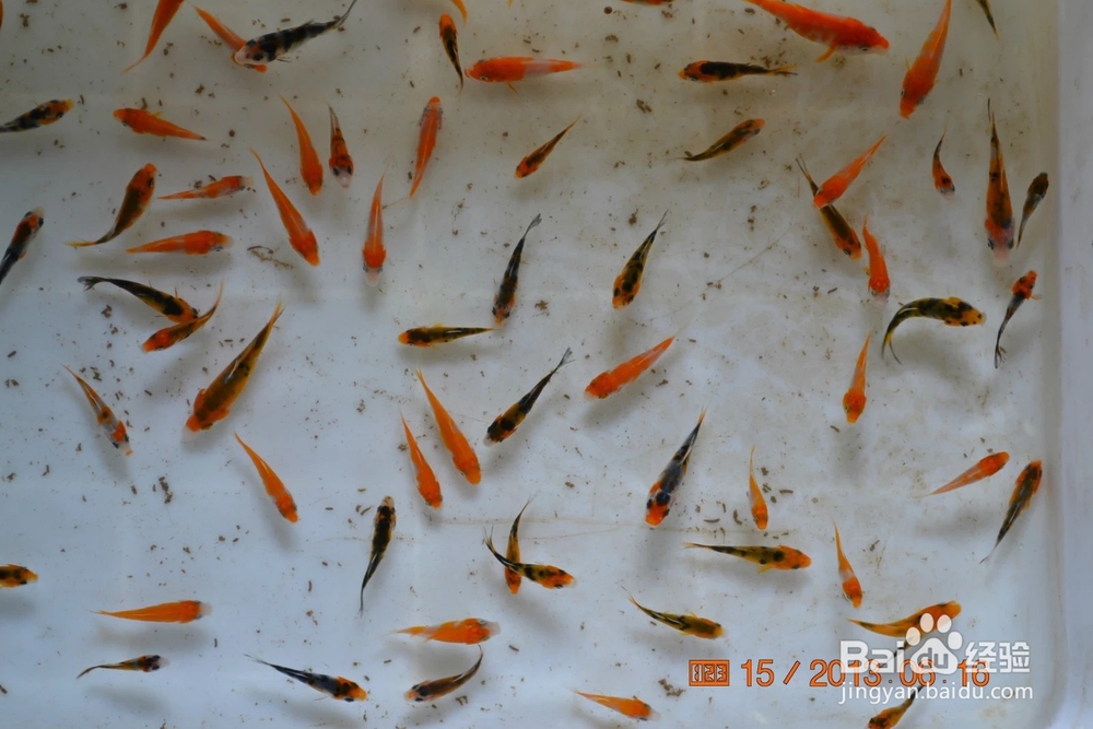 介绍锦鲤小常识