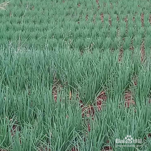 种葱的方法和技术