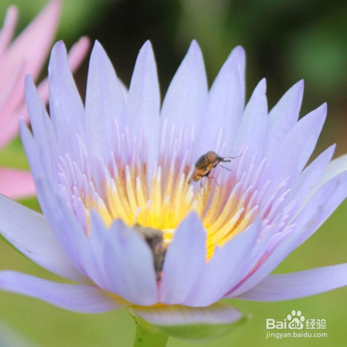 植物烂根怎么补救