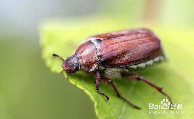 农村抓来喂鸡的“瞎打碰”为什么越来越少了？