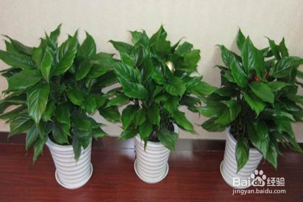 戒掉5个不良习惯,养花该如何规避风险?