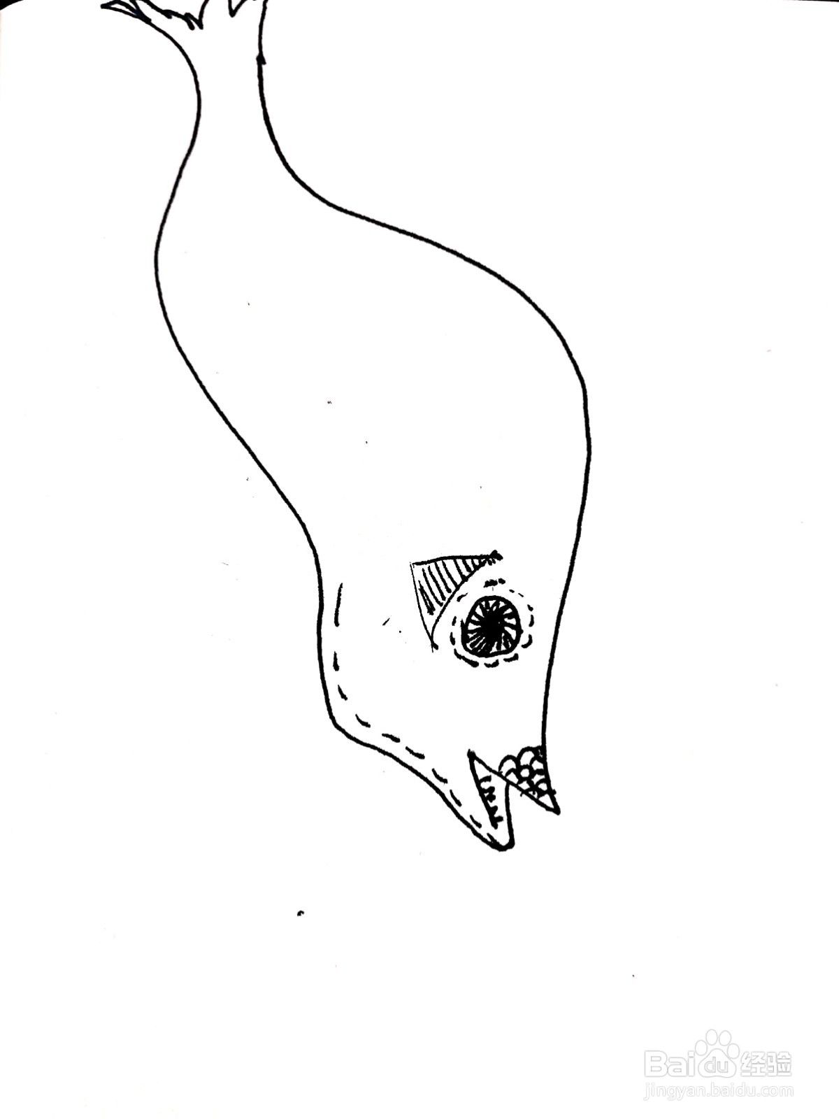 鲢鱼线描画怎么画