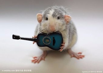 如何养好自己的宠物？