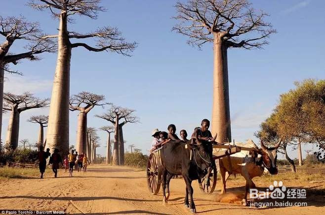 马达加斯加怎么玩