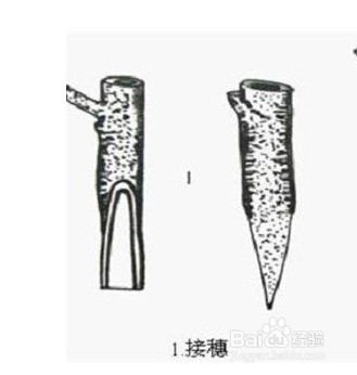 红花玉兰的嫁接过程