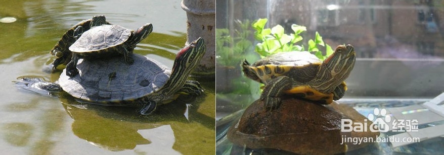 小巴西龟怎么养