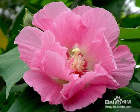 芙蓉花怎么养才能建康