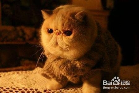 养加菲猫的注意事项