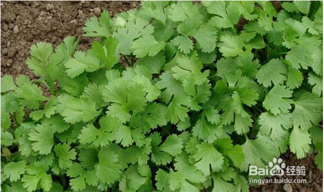 香菜的需肥要点和施肥要点都有什么?用什么肥?