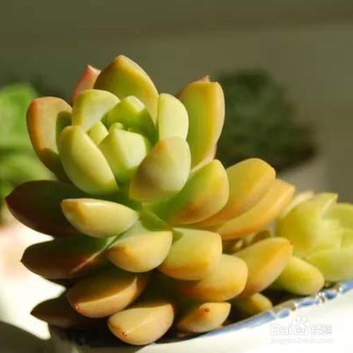 黄丽烂根原因及解决方法