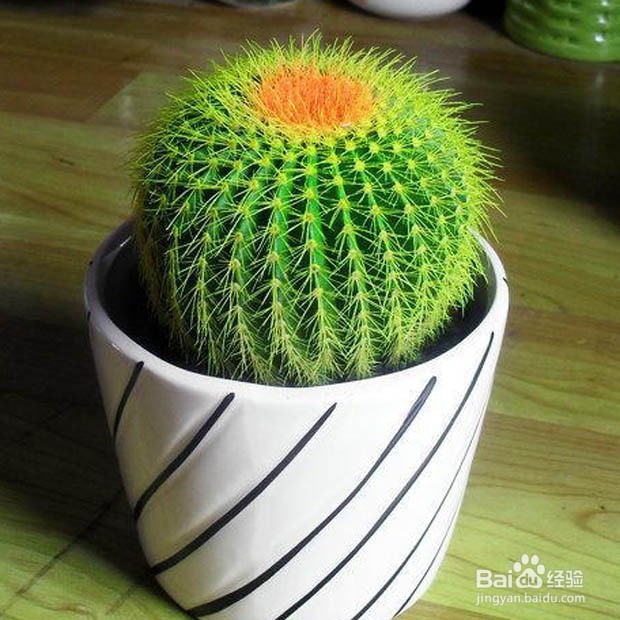 18种常见室内植物的功效