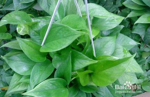 绿萝叶片变大技巧