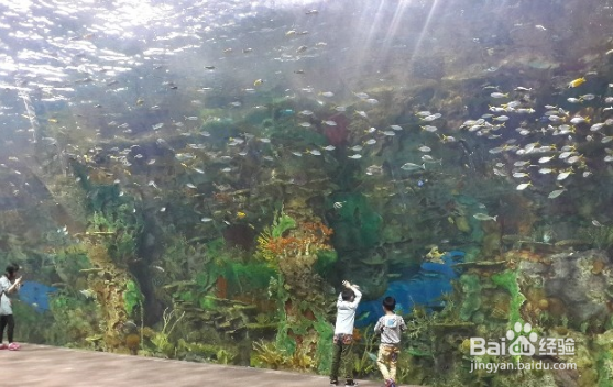 儿时的梦最想看到的海洋王国去珠海长隆游一游