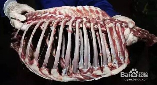 苏尔雅特二十八根肋骨羊与普通羊的区别