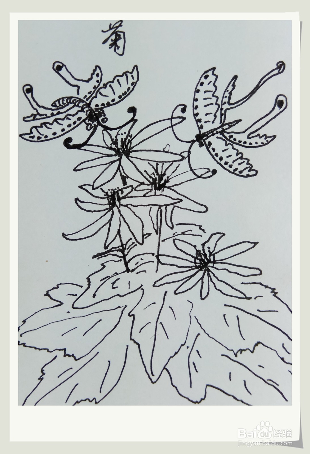 怎样画钢笔画“蝴蝶戏菊花”