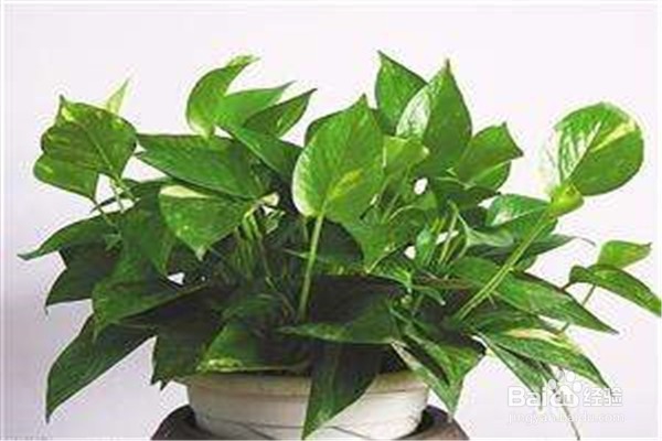 绿萝的养殖方法和注意事项有什么?