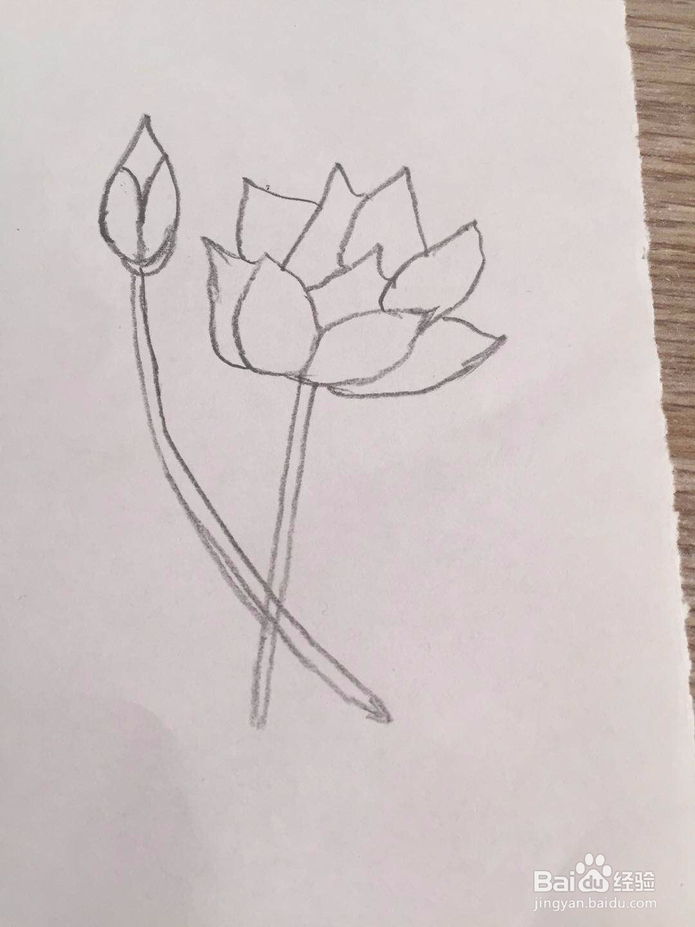 简笔画荷花的画法步骤