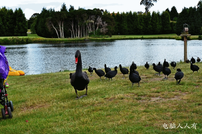 澳洲游记：[8]塔岛瑞士小镇