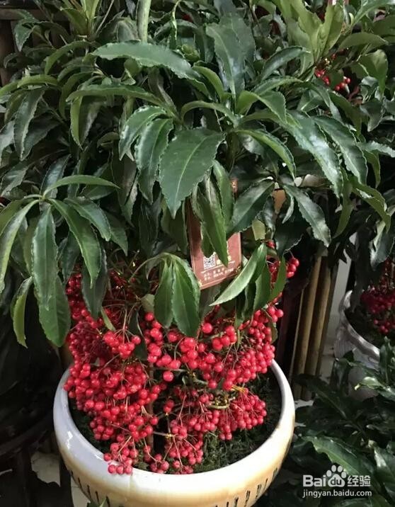 富贵子的果实怎么吃