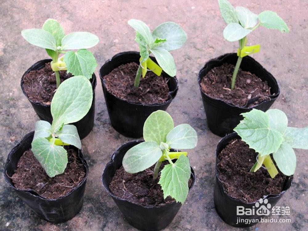 盆栽花卉的技巧，你知道多少？