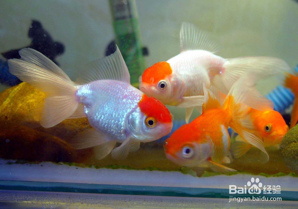 怎样养金鱼？