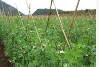 豌豆种植方法搭架子 百度经验
