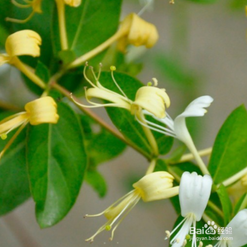 金银花施肥要注意哪些？