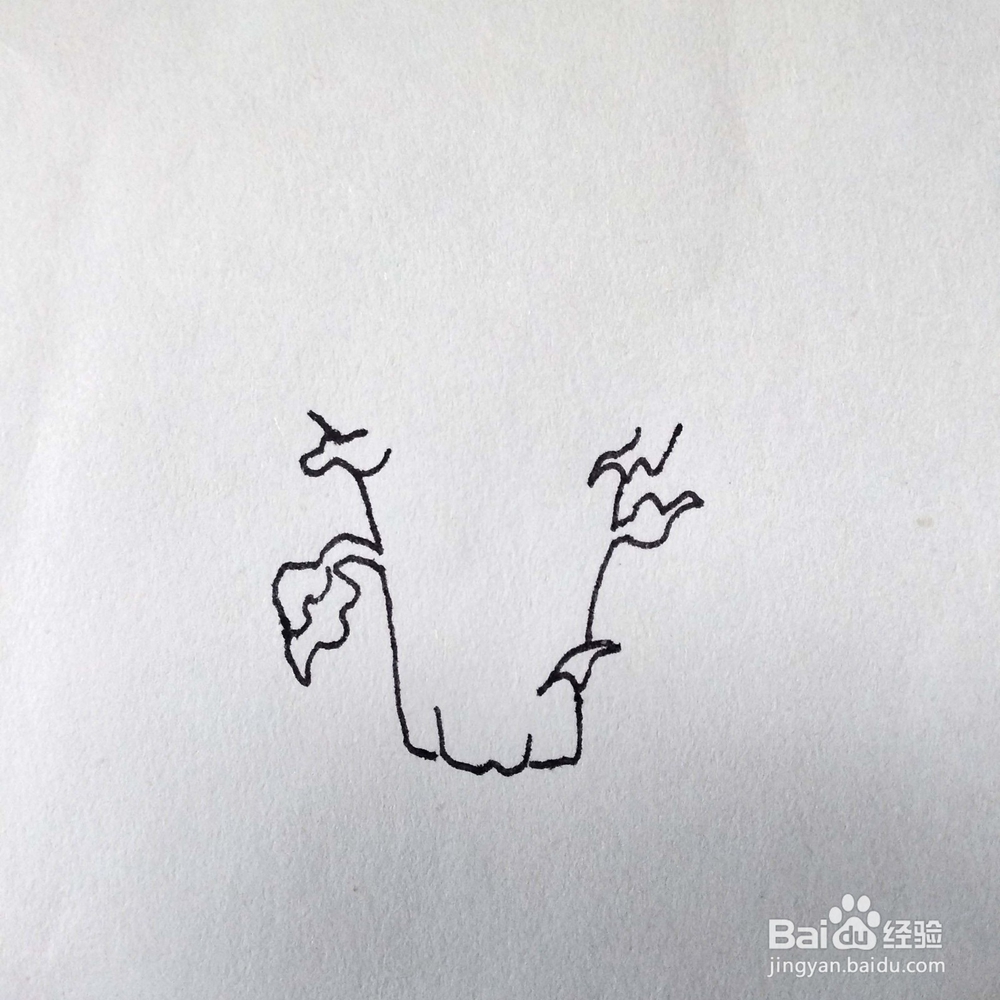 怎么画一颗写实的花菜速写/卡通简笔画？