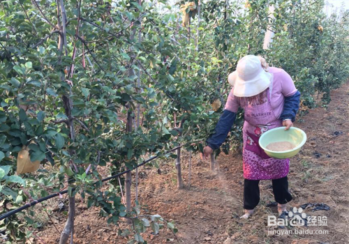 果园绿肥鼠茅草的种植方法