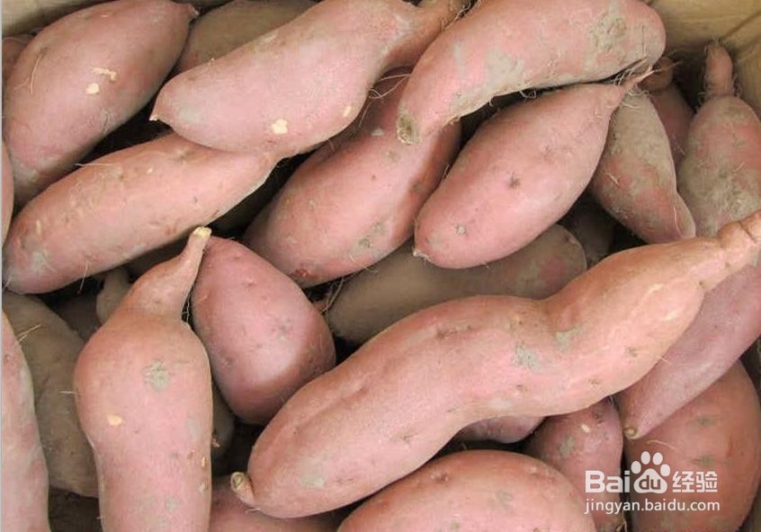 红薯——你怎嘛能忽视它