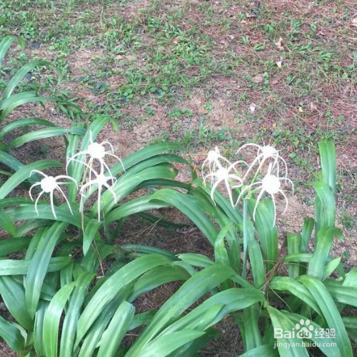 蜘蛛兰的养殖方法和注意事项