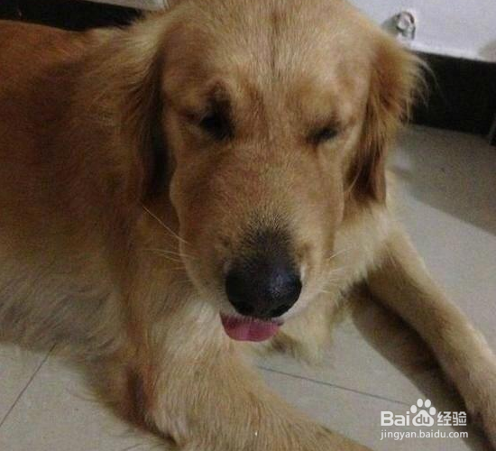 狗狗嘴巴臭怎么预防