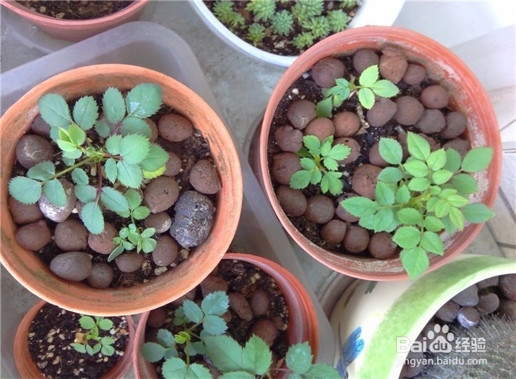 月季从播种到发芽、长叶、开花的全过程