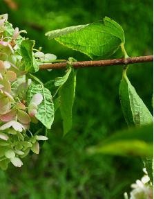 认识五颜六色高观赏价值的花卉及用途
