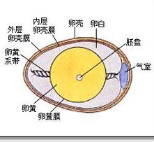 鸡蛋常见的保鲜方法