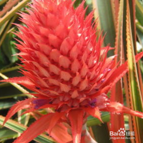 养殖艳凤梨的方法和注意事项