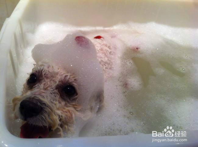 狗狗螨虫除去最快方法