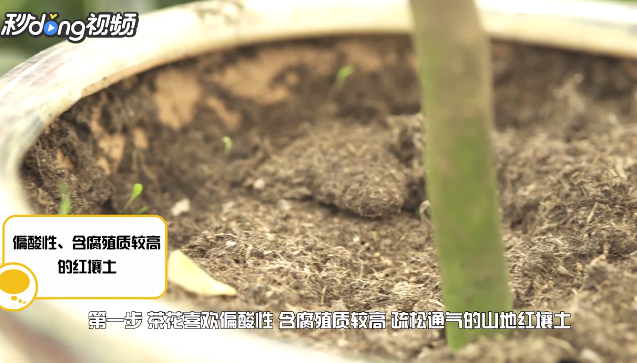 怎样养殖山茶花