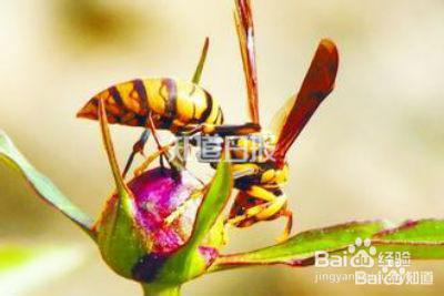 被毒虫咬了怎么办？