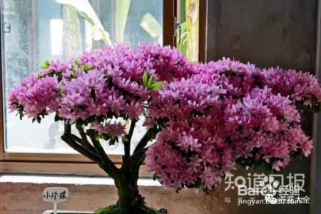 这些花那么好看，却总被你养死，怎么回事