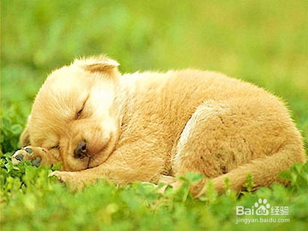 怎样饲养“金毛”宠物狗