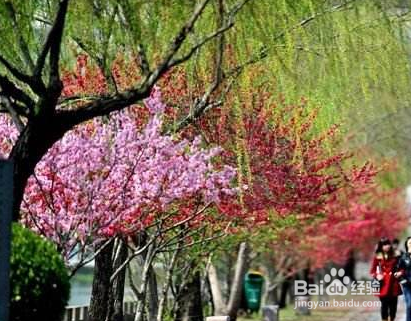 春季踏青赏花出游要注意什么？