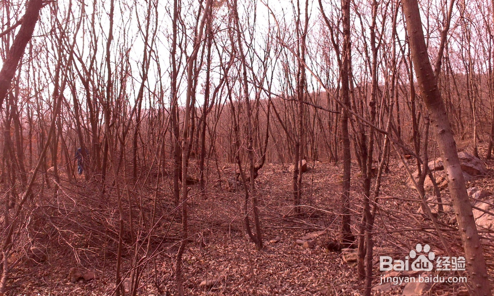 <b>怎样才能采到野生灵芝</b>