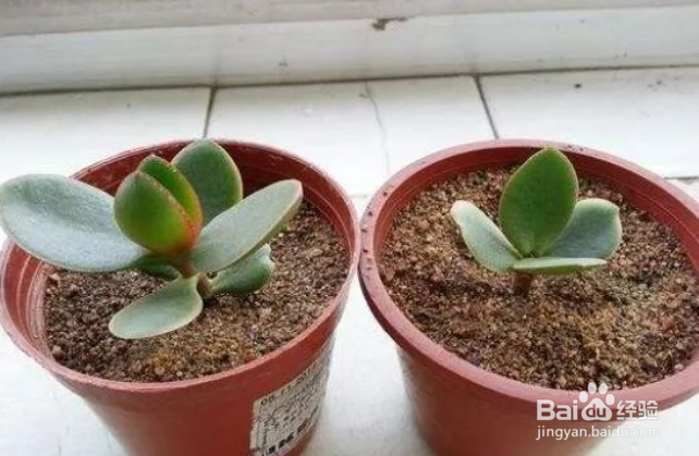 玉树老桩枝扦插生根最快方法